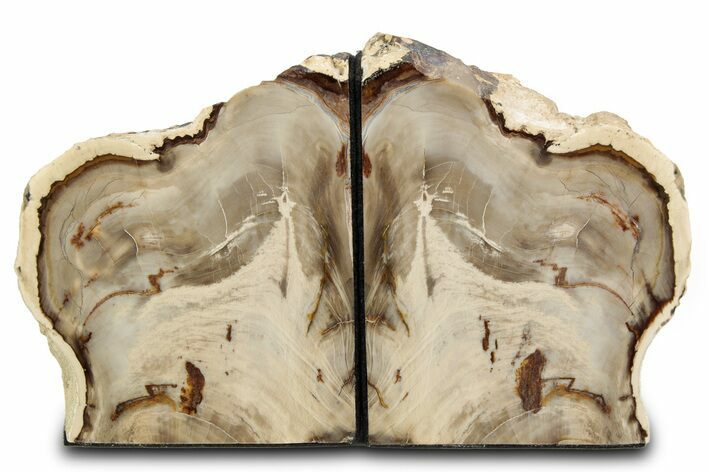 Tall Colorful Petrified Wood Bookends - Washington #382138